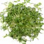 Exclusive Fenugreek Culinary Herb Seeds - Trigonella foenum-graecum - B129