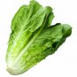 New Arrival Parris Island Cos Romaine Lettuce Heirloom Seeds - B144
