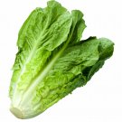 Premium Parris Island Cos Romaine Lettuce Heirloom Seeds - B144