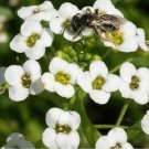 Exclusive Tall White Sweet Alyssum Seeds bin150