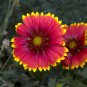 Best-Selling Great Blanket Flower Seeds - Gaillardia aristata - B82