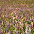 Best-Selling Rainbow Lupine Mix Wildflower Seeds - ST19