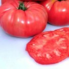 Top-Quality Tomato Giant Belgium Pink Heirloom Seeds - B174