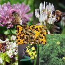 Limited Edition Honey Bee Mix Seeds - Pollinator Blend - C19