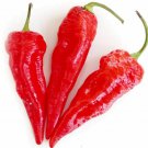 Exclusive Ghost Pepper Seeds - Bhut Jolokia Chili - B67