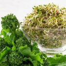 Top-Quality Heirloom Rapini Broccoli Rabe Seeds - Brassica rapa var. ruvo - B117