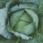 Best-Selling Danish Ballhead Cabbage - Microgreens or Garden bin162
