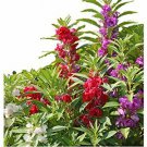 New Arrival Camellia Balsam Seeds - Impatiens balsamina - B202