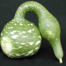 Premium Speckled Swan Gourd Heirloom Seeds - B113