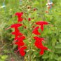 Top-Quality Scarlet Sage Wildflower Seeds - Salvia splendens - B134