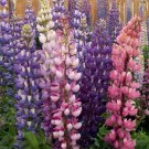Best-Selling Russell Lupine Mix Wildflower Seeds - Lupinus polyphyllus - B143