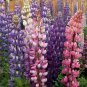 Best-Selling Russell Lupine Mix Wildflower Seeds - Lupinus polyphyllus - B143