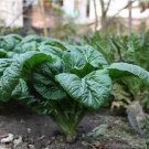 Limited Edition Heirloom Bloomsdale Spinach Seeds - Spinacia oleracea - B104