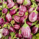 New Arrival Eggplant Rosa Bianica Heirloom Seeds - B132