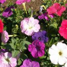 New Arrival Dwarf Petunia Mix Seeds - Ruellia simplex - B229