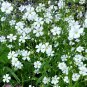 Premium Baby's Breath Flower Seeds - Gypsophila paniculata - B62