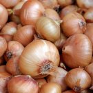 Limited Edition Walla Walla Onion Open Pollinated Heirloom Seeds - B54
