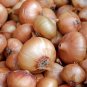 Limited Edition Walla Walla Onion Open Pollinated Heirloom Seeds - B54