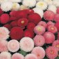 Exclusive English Daisy Double Flower Mix Seeds - Bellis perennis - B74