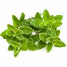 Limited Edition Sweet Marjoram Heirloom Culinary Herb Seeds - Origanum majorana - B354
