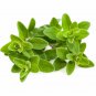 Limited Edition Sweet Marjoram Heirloom Culinary Herb Seeds - Origanum majorana - B354