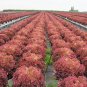 New Arrival Red Russian Kale Heirloom Garden Seeds - B330