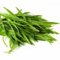 Top-Quality Tarragon Russian Culinary Herb Seeds - 91C
