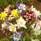 Limited Edition McKana's Giant Columbine Mix Seeds - Aquilegia caerulea - B307
