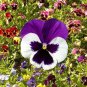 New Arrival Pansy Swiss Giants Mix Seeds - Viola wittrockiana - B247