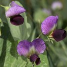 Limited Edition Austrian Winter Pea seeds - Pisum sativum - C21