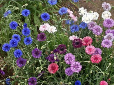 Exclusive Dwarf Bachelor Button Mix Wildflower Seeds - Centaurea cyanus - ST20