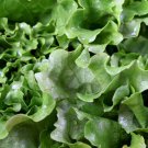 Limited Edition Leaf Lettuce 300 seeds (1/2 gram) Black Seeded Simpson Buy 2 Orders we Ship 3