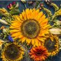 Limited Edition Autumn Beauty Sunflower Seeds - Helianthus annuus - ST10
