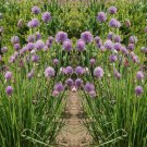 Exclusive Chives Heirloom Culinary Herb Seeds - B201