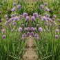 Exclusive Chives Heirloom Culinary Herb Seeds - B201