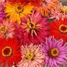 Premium Zinnia Cactus Flowered Mix Seeds - B266