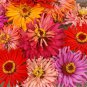 Premium Zinnia Cactus Flowered Mix Seeds - B266