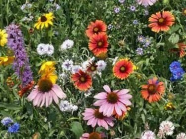 Top-Quality Northeast Wildflower Mix Seeds - Annuals and Perennials - ST4