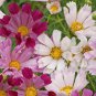 Best-Selling Cosmos Sea Shells Mix Flower Seeds - B171