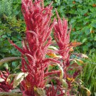 Limited Edition Red Garnet Amaranth Seeds - Amaranthus cruentus - B197