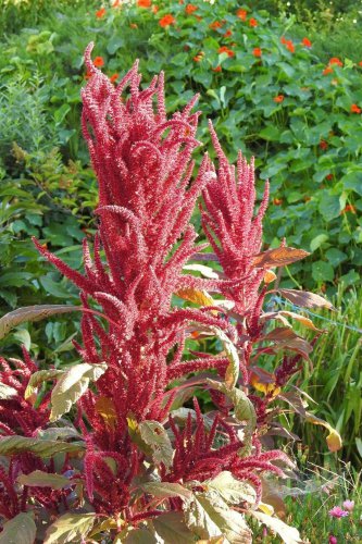 Limited Edition Red Garnet Amaranth Seeds - Amaranthus cruentus - B197