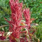 Limited Edition Red Garnet Amaranth Seeds - Amaranthus cruentus - B197