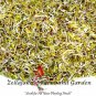 New Arrival Spicy Microgreens Seed Mix - Mung Bean, Radish, Mustard, Chinese Cabbage - B333