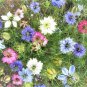 Premium Love in a Mist Mix seeds - Nigella damas - B46
