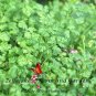 Top-Quality Winter Chervil Culinary Herb Heirloom Seeds - B184
