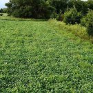 Premium Buck Forage Plot Seed Mix - C13
