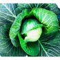 Top-Quality Copenhagen Market Early Cabbage Seeds - Microgreens or Garden B165