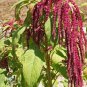 Premium Love Lies Bleeding Amaranth Seeds - B86