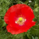 Best-Selling Red Shirley Corn Poppy Flower Seeds - Papaver rhoeas - B83
