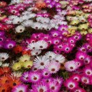 Limited Edition Ice Plant Mix Seeds - Livingstone Daisy - Cleretum Bellidiforme - B242